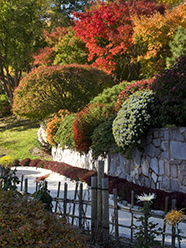 shrubs in Japanese Garden